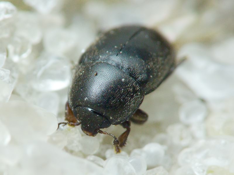 Nitidulidae Latreille, 1802